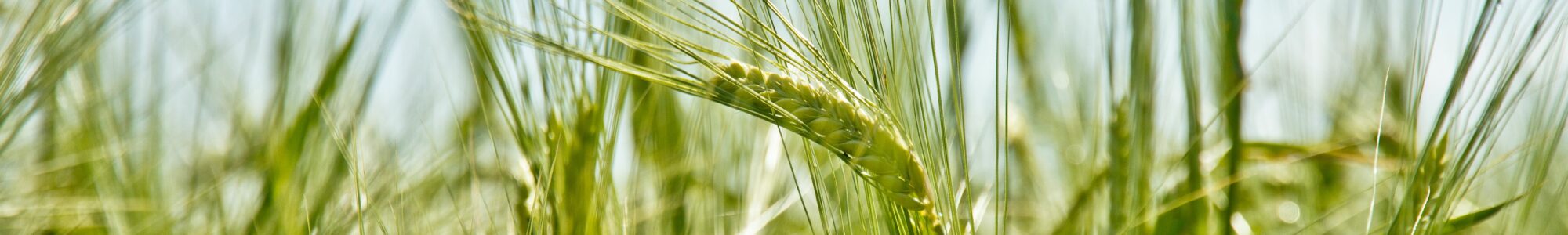 oats in a field