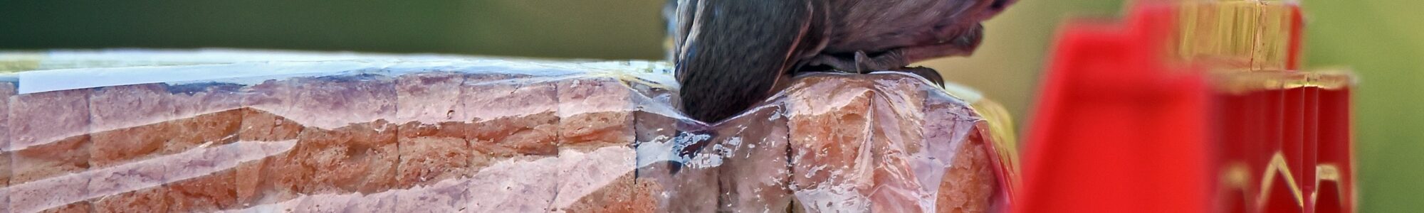 bird trying to get bread out of a plastic bag