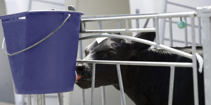 Calf drinking in a box