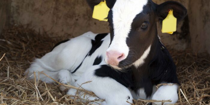 new born calf