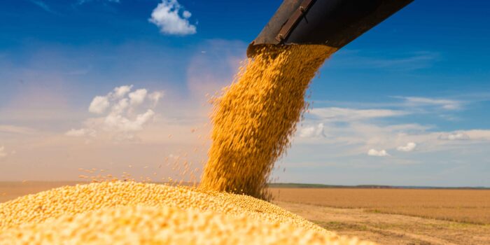 soy harvesting