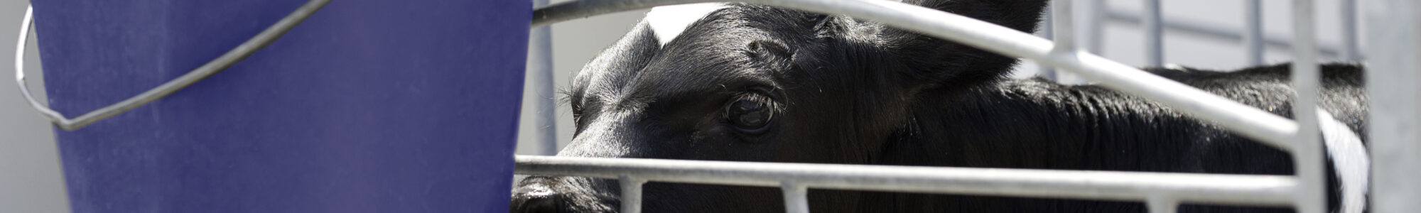 Calf drinking in a box