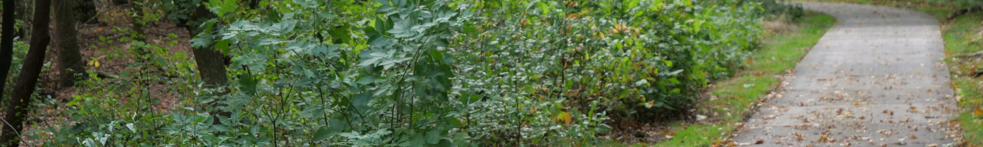 trail in forest