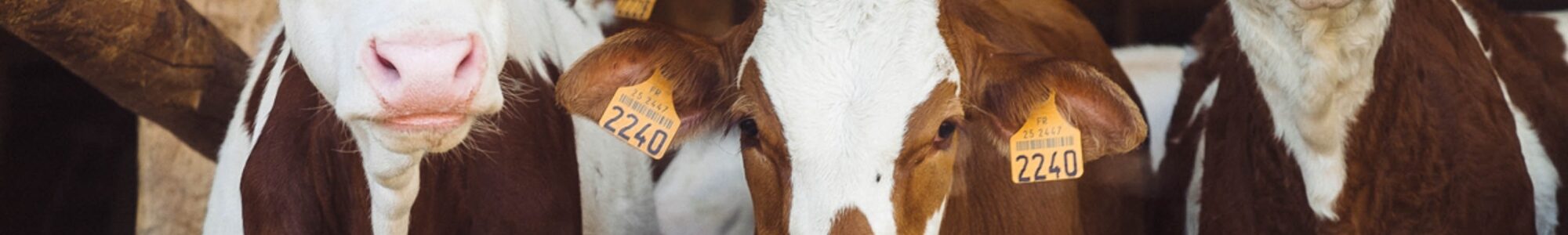 calves looking into the camera