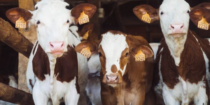 calves looking into the camera