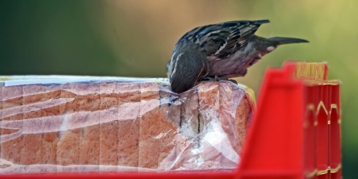 bird trying to get bread out of a plastic bag