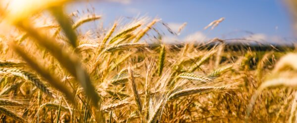 corn in a field